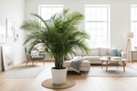 Top 10 Luchtzuiverende Planten voor een Gezonder Huis