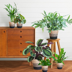 Collection image for: Combi planten