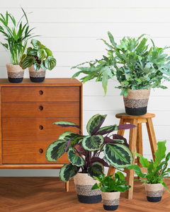 Collection image for: Combi planten