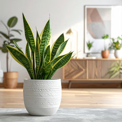 Collection image for: Luchtzuiverende Planten