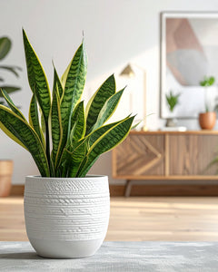 Collection image for: Luchtzuiverende Planten