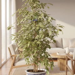 Collection image for: Makkelijke Kamerplanten