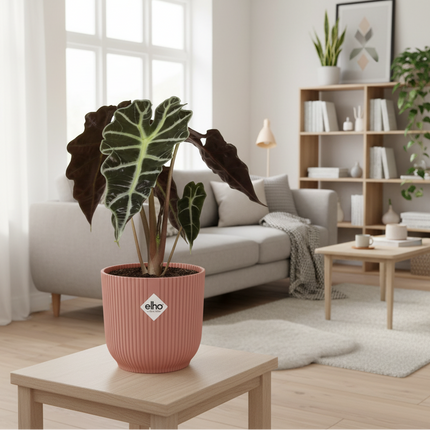 Alocasia Polly in gezellige huiskamer