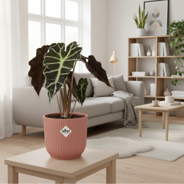 Alocasia Polly in gezellige huiskamer
