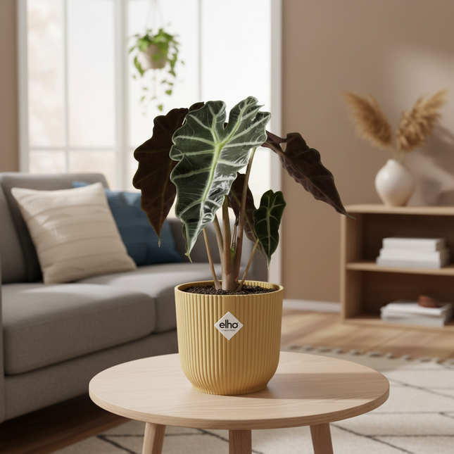 Alocasia Polly in gezellige huiskamer