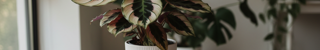 Calathea roseopicta 'Medallion' in lichte kamer
