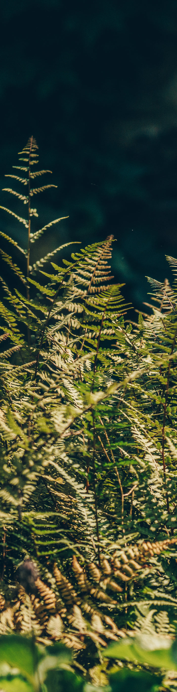 <h1>Het verhaal achter Jo’s House of Plants</h1>