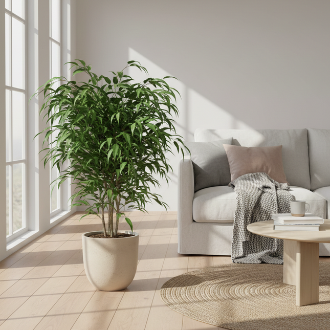 Ficus benjamina Danielle in gezellige huiskamer