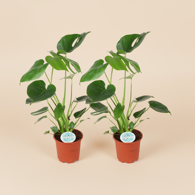 Monstera Deliciosa met lichte achtergrond