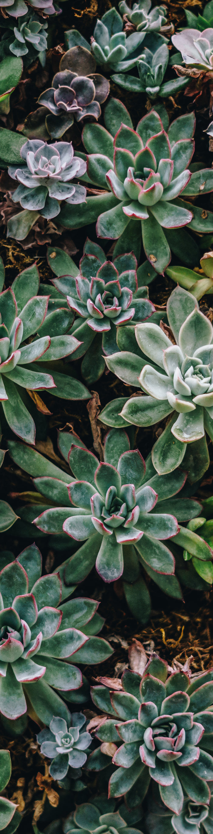 <h1>Veelgestelde Vragen</h1>