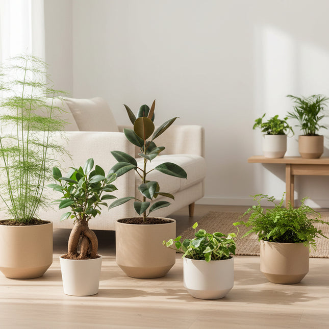 6 groene planten