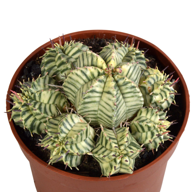 Euphorbia Meloformis Variegata - Ø10,5cm - Meloenspurge