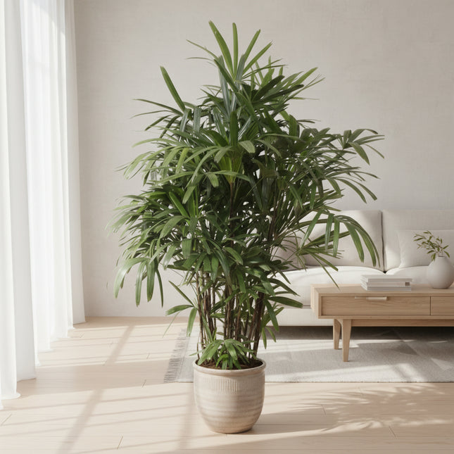 Rhapis Excelsa - 190 cm - ø34