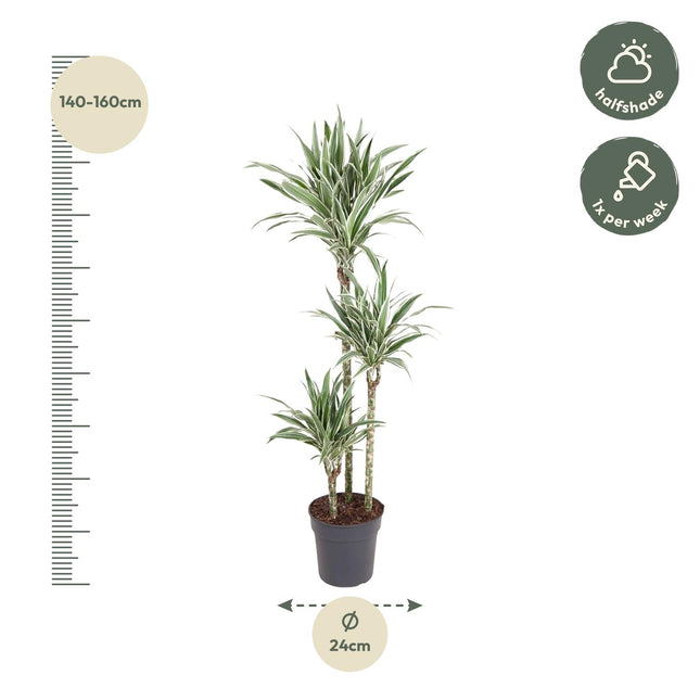Dracaena White Stripe (zonder sierpot) - Drakenbloedboom - Ø24cm - ↕150cm - Grote kamerplant