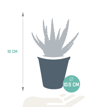 Aloë zebrina Dannyz 10,5cm - in terracotta pot