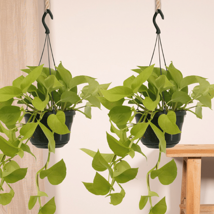 Epipremnum Golden Pothos (Scindapsus) - 2 stuks - Ø15cm - ↕25cm