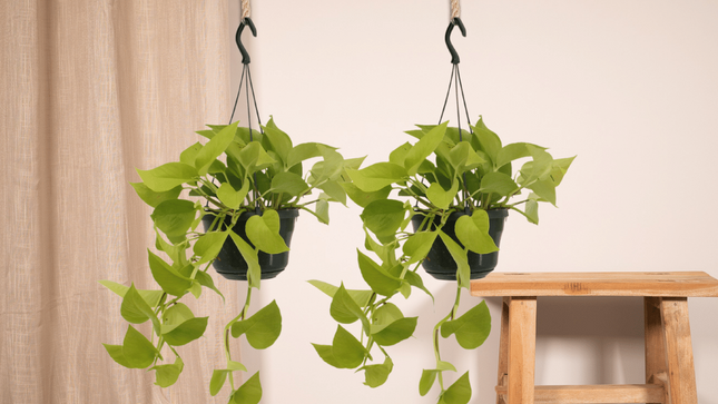 Epipremnum Golden Pothos (Scindapsus) - 2 stuks - Ø15cm - ↕25cm
