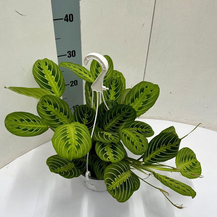 Maranta Leuconeura 'Fascinator' Lemon Lime Hangpot - Ø15cm - ↕40cm