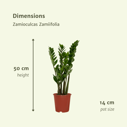 2x Zamioculcas Zamiifolia - ZZ Plant - Ø14cm - ↕50cm (zonder sierpot)