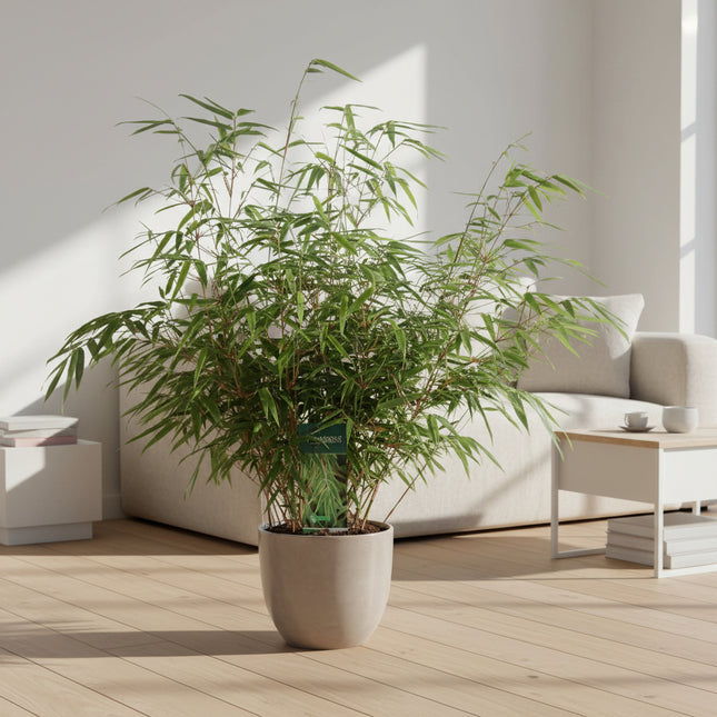 Fargesia rufa - Niet woekerende bamboe 