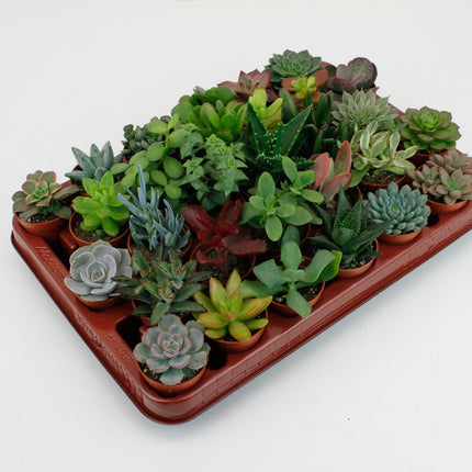 Succulenten Mix - 30 stuks - Ø5,5cm - ↕7cm