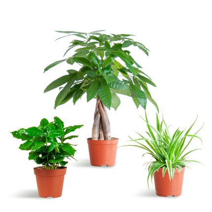 Diervriendelijke Plantenbox - klein - zonder sierpot - Ø12