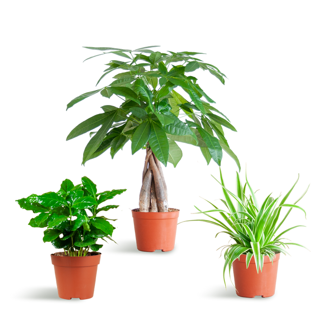 Diervriendelijke Plantenbox - klein - zonder sierpot - Ø12