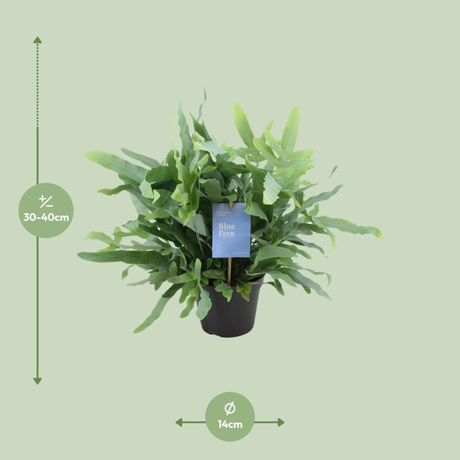 Phlebodium Blue Fern - Blauwvaren - 40cm - Ø14cm (zonder sierpot)
