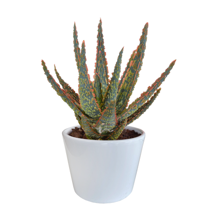Aloë zebrina Dannyz 10,5cm - in witte pot