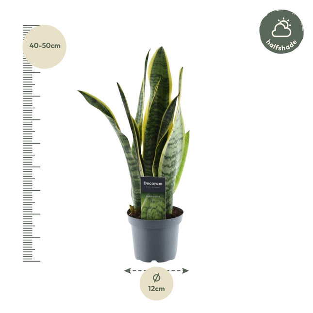 Vrouwentong - Sansevieria Laurentii - Makkelijke Luchtzuiverende Kamerplant - Ø12cm - ↕45cm (zonder sierpot)