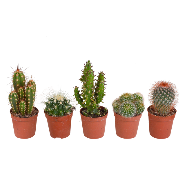Cactus mix 5.5 cm - 5x - zonder pot
