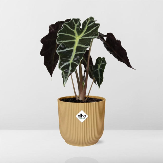 Alocasia Polly (Alocasia Amazonica) in ELHO Vibes Fold sierpot 14cm Geel - ↕30cm