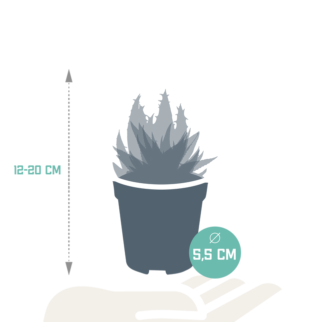 Gasteria/Haworthia mix 5,5cm - zonder pot - 5x