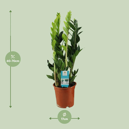 ZZ plant (Zamioculcas Zamiifolia) - Ø17cm - ↕65cm
