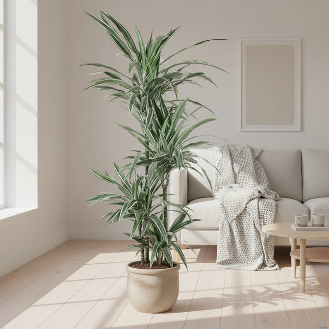 Dracaena Warneckei - 145 cm - ø30