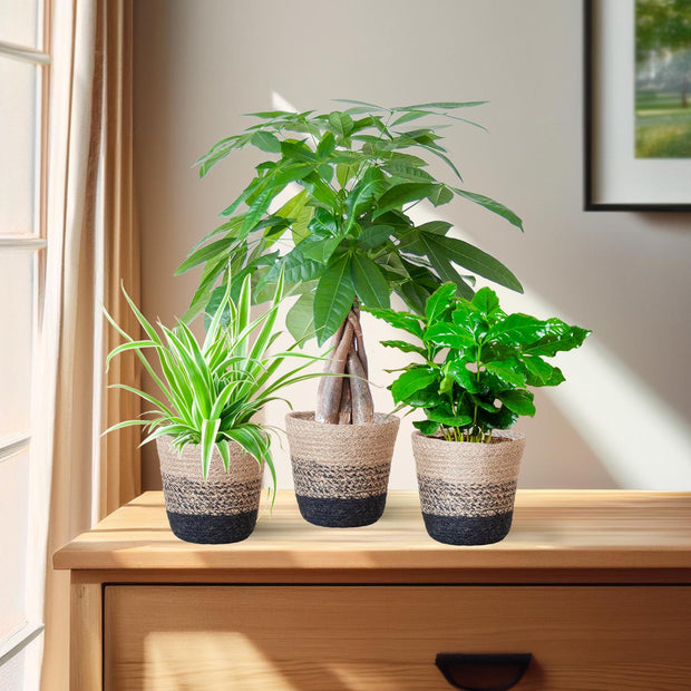 Banner image for: <h2>Combi Planten</h2>