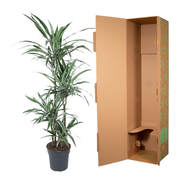 Dracaena Warneckei (zonder sierpot) - Drakenbloedboom - Ø30cm - ↕145cm - Grote kamerplant