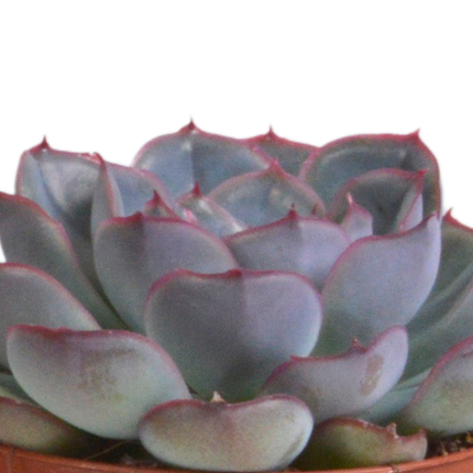 Echeveria mix 8.5 cm - 3x - in terracotta pot