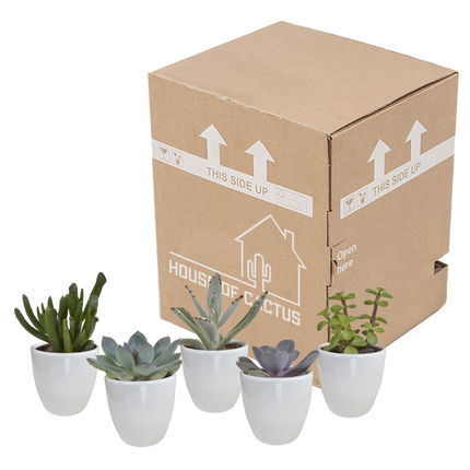 Vetplanten mix 5.5 cm - 5x - in witte pot