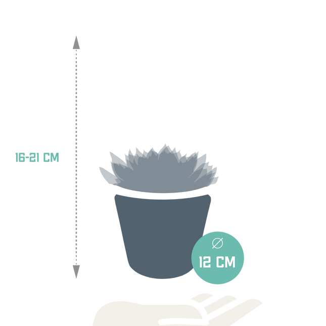 Echeveria mix 10.5 cm - 3x - in witte pot