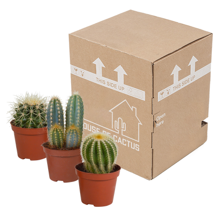 Cactus mix 8.5 cm - 3x - zonder pot