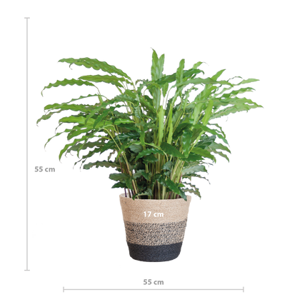 Calathea Rufibarba met Mand Lissabon zwart - 55cm - Ø17