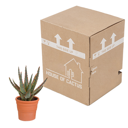 Aloë zebrina Dannyz 10,5cm - in terracotta pot