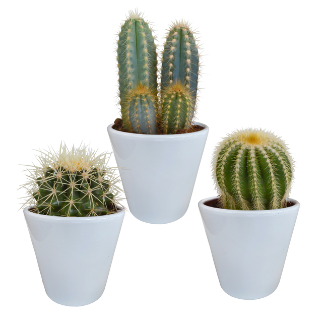 Cactus mix 8.5 cm - 3x - in witte pot