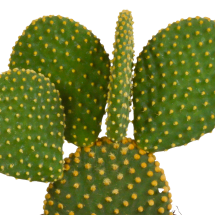 Cactus mix 10.5 cm - 3x - zonder pot