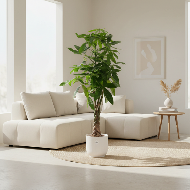 Pachira Aquatica (Geldboom) inclusief elho Vibes Fold Round wit - 160cm - Ø30
