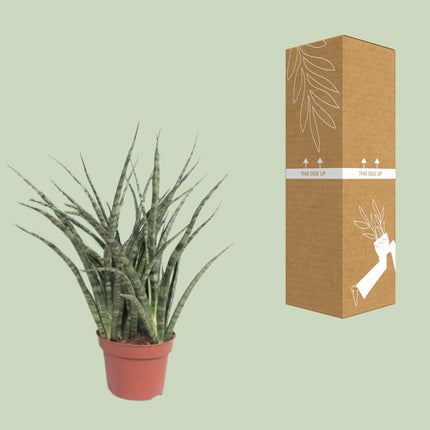Sansevieria Fernwood Punk - Ø12cm - ↕35cm
