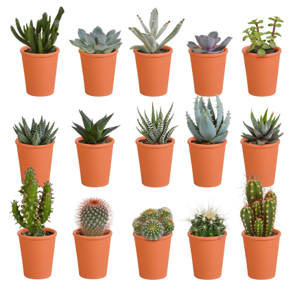 Cactus en vetplanten mix 5.5 cm | 15 stuks - in terracotta pot