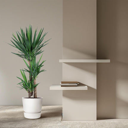 Yucca Elephantipe - 140 cm - ø24