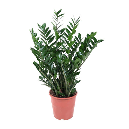 Zamioculcas Zamiifolia - 100 cm - ø24